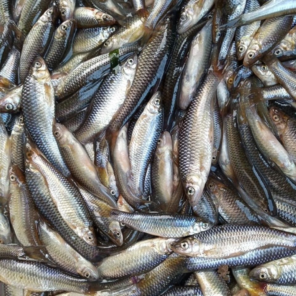 原生态淡水湖新鲜野生小麦穗鱼小罗汉鱼淡水鱼小杂鱼柳条鱼食蚊鱼 二