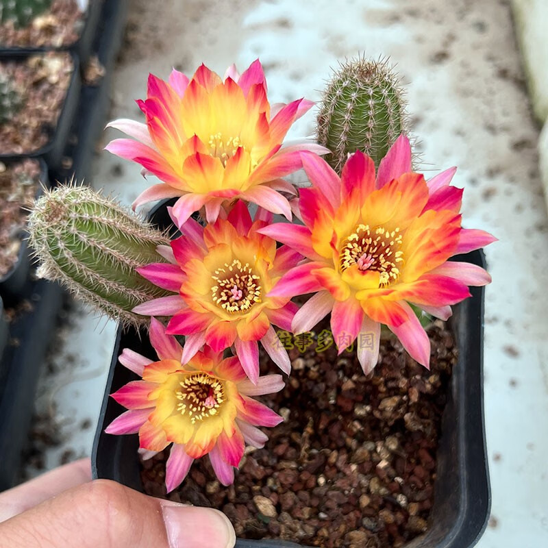 白檀属仙人球进口杂交爱开花优先发带花苞防辐射净化空气花色对版爱