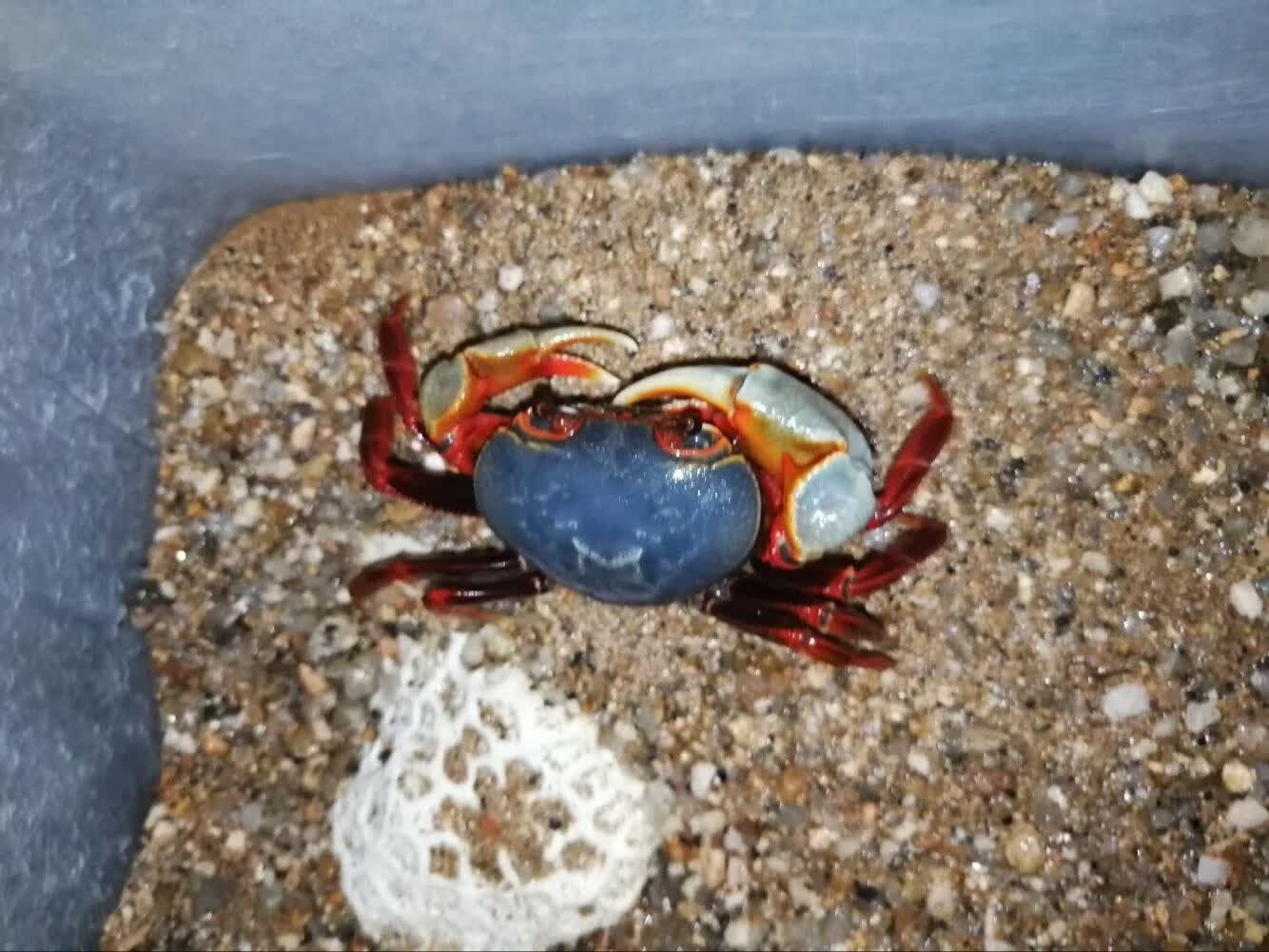 宠物蟹活体南海溪蟹蓝尖肢寄居蟹水族观赏蟹淡水蝴蝶蟹勾手蟹 饲养套