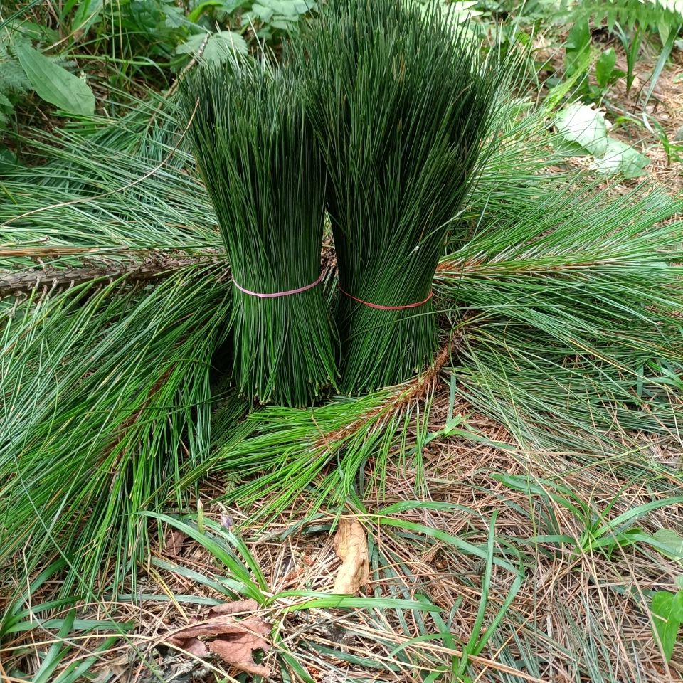 伟博新鲜野生饮用松针茶嫩松尖松针嫩芽松树嫩芽全松茶特级养生茶