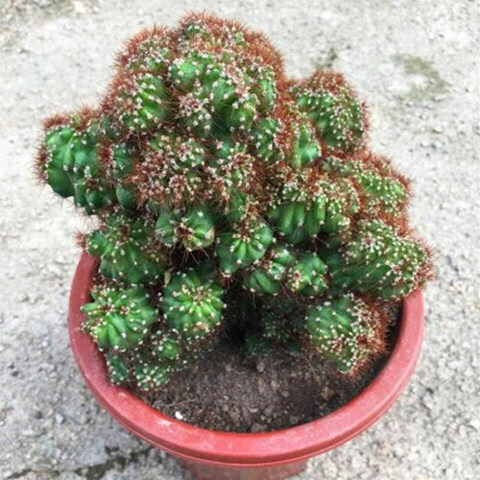 仙人山虎头罗汉山影拳 仙人掌类沙生多肉植物 虎头山影 盆栽花卉—辣