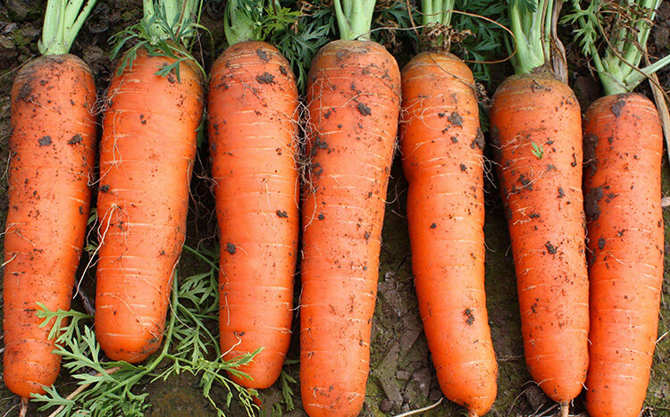 胡萝卜种籽老品种脆甜三红五存参七寸春夏秋冬四季播盆栽疏菜种孑红玉