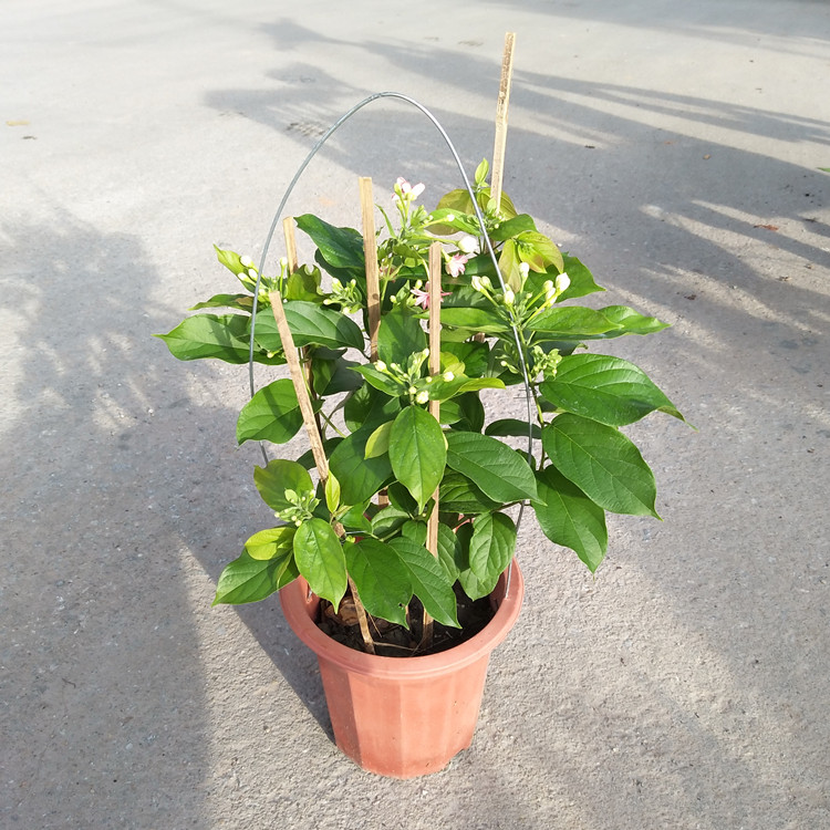 使君子爬藤植物盆栽阳台栅栏庭院攀援花卉史君子紫藤花大苗带花苞m7