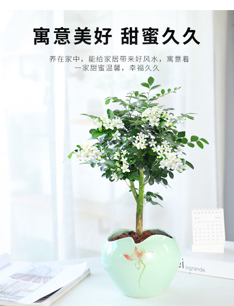 九里香盆栽植物室内浓香花卉盆景老桩四季未带花苞绿植好养活 1年苗多