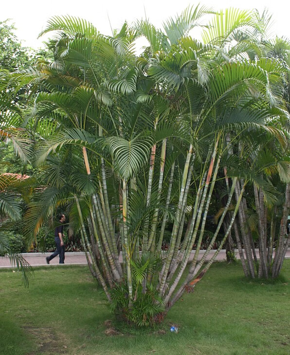 销售凤尾竹种子 散尾葵种子 客厅室内盆栽绿植花卉盆景绿植种子 半斤