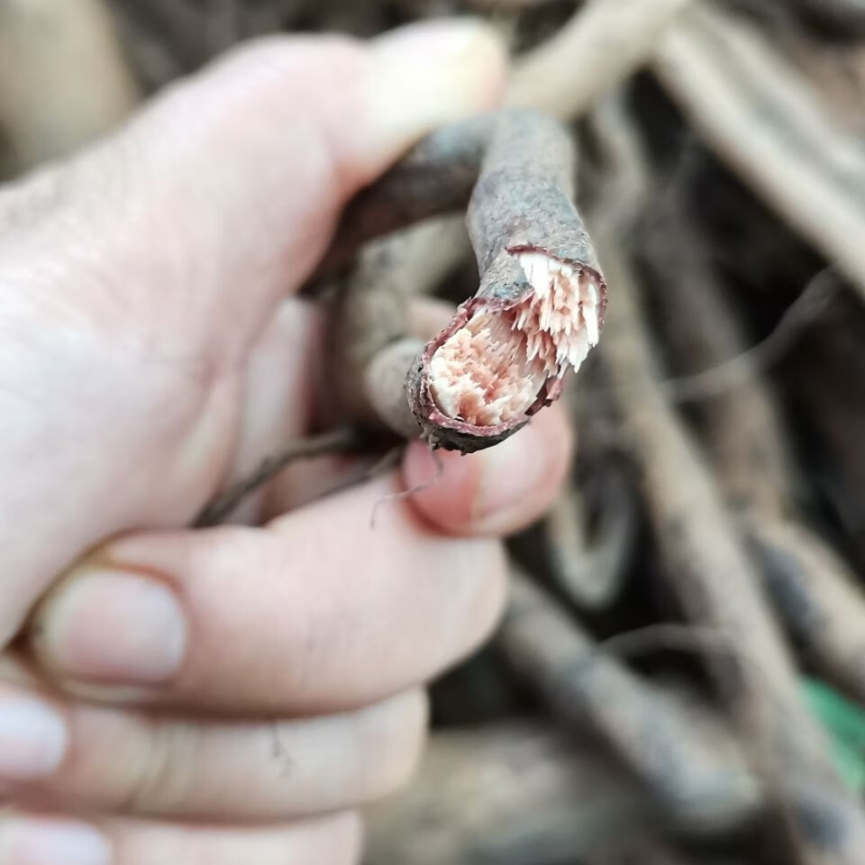 新鲜草药雀梅藤 簸箕藤 粪基行根 对节刺 刺冻绿 干品1斤【图片 价格