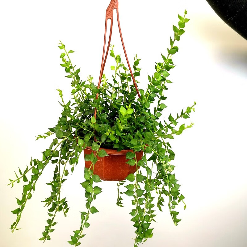 百万心吊兰盆栽观叶植物易养耐阴旱常绿花卉百万心吊兰花苗 一盆