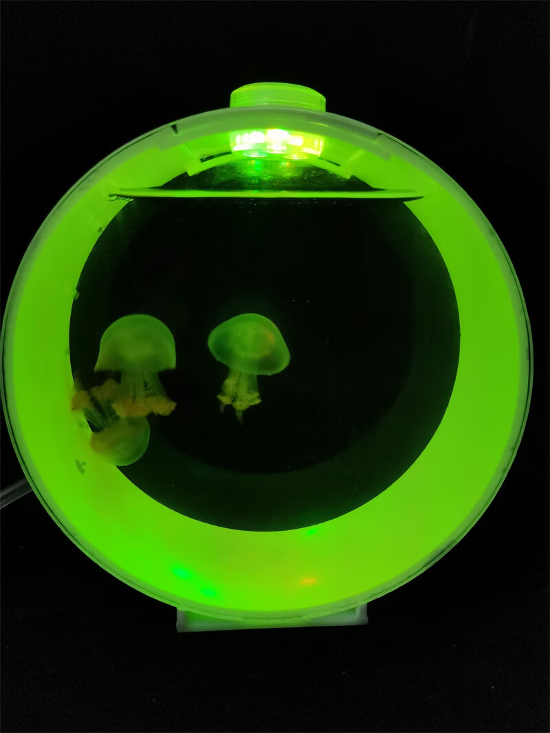 入门气泡水母缸海月倒立活体水母宠物桌面淡水小鱼缸包活气泡缸1只大