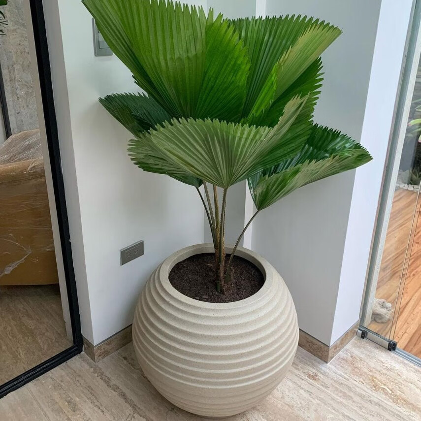 豫权圆叶轴榈轴棕叶大美丽盆栽室内办公咖啡厅商场绿植isn风网红植物