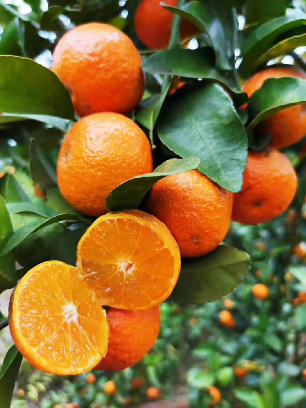 广东四会砂糖橘新鲜薄皮当季水果5/10斤小橘子沙糖桔整箱超甜桔子