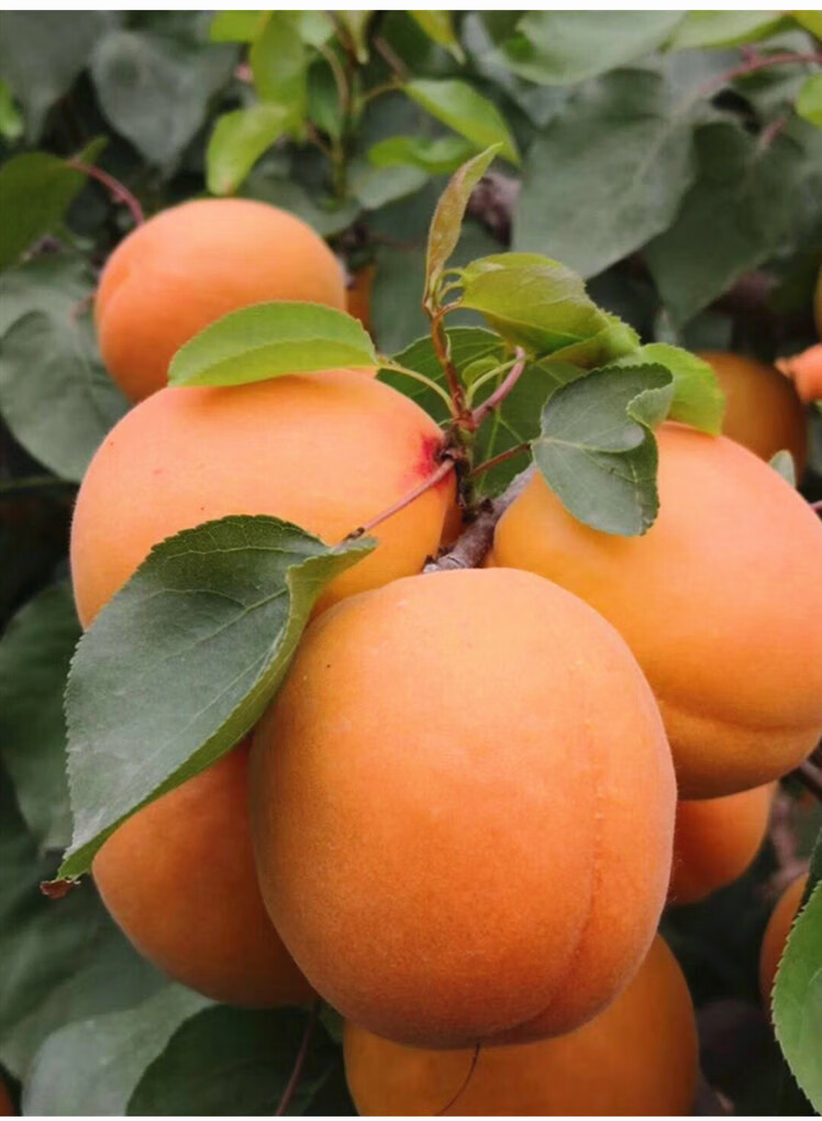 嫁接日本大黄杏树苗杏苗特大早熟嫁接苗地栽盆栽果树苗南北方当年结果