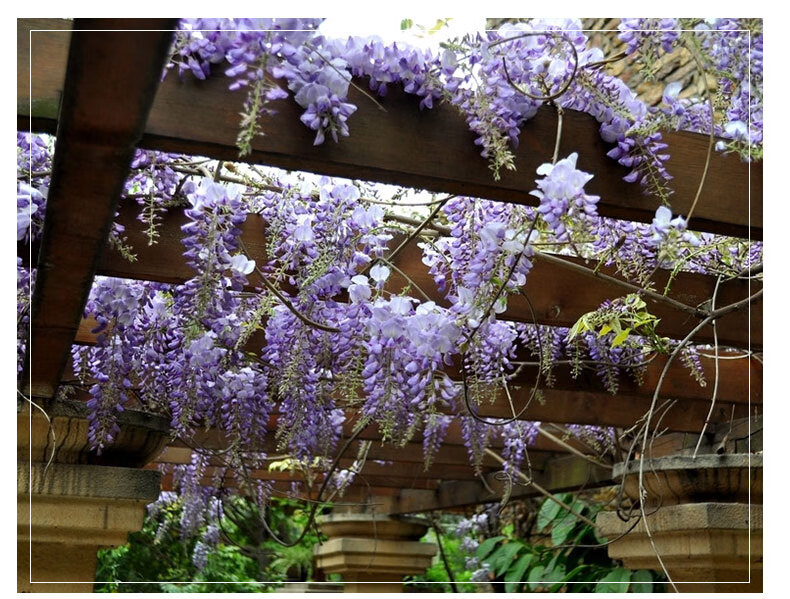 爬藤植物庭院围墙四季开花盆栽花苗绿植花卉藤蔓紫藤萝 深紫色【4年苗