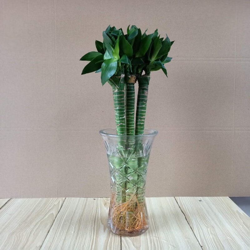 龙竹竹带根水培绿植竹富贵竹盆栽植物竹子室内水养观音竹直竹50公分10