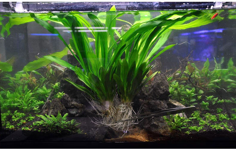 优选好物大小九叶皇冠草真水草鱼缸装饰活体懒人水草淡水有茎中后景