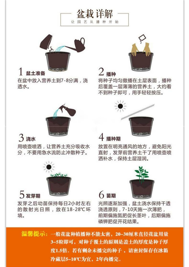 夜兰花种植方法图片