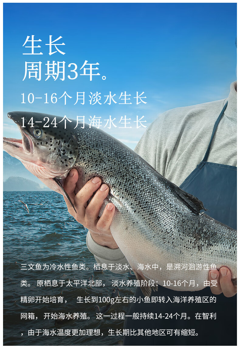 喵小二智利三文鱼整条大西洋鲑7060kg条新鲜冷冻非刺身可免费轮切鱼排