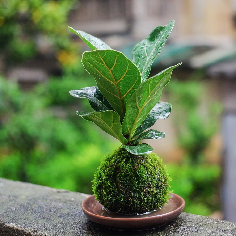 匯(yuanjinghui) 林藝藤 綠航綠蘿 紅豆(hodo) 艾楓 花竹戀 球藝 若綠