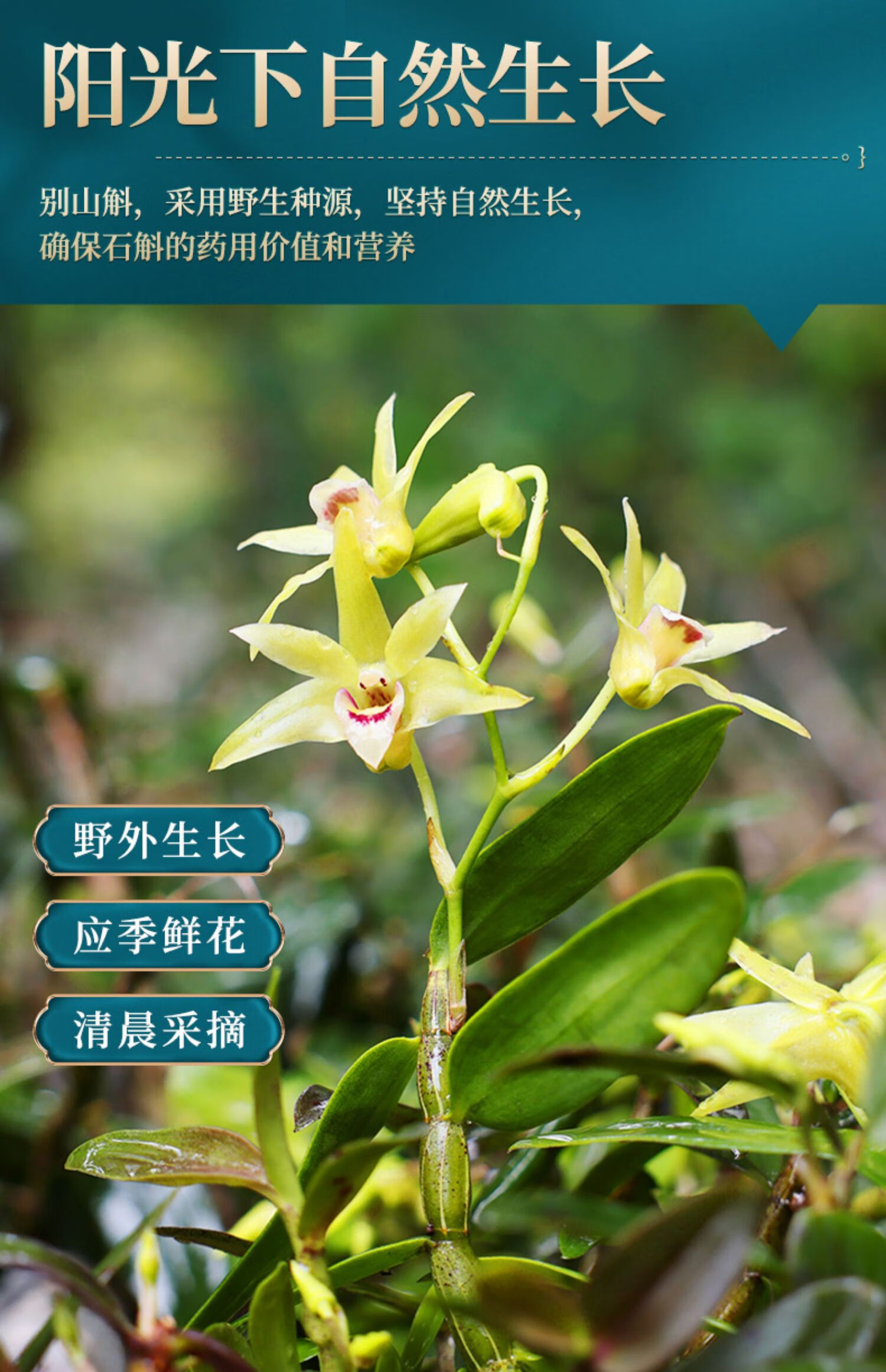 霍山铁皮石斛花石斛茶养生茶石斛鲜条干花纯粉花茶中