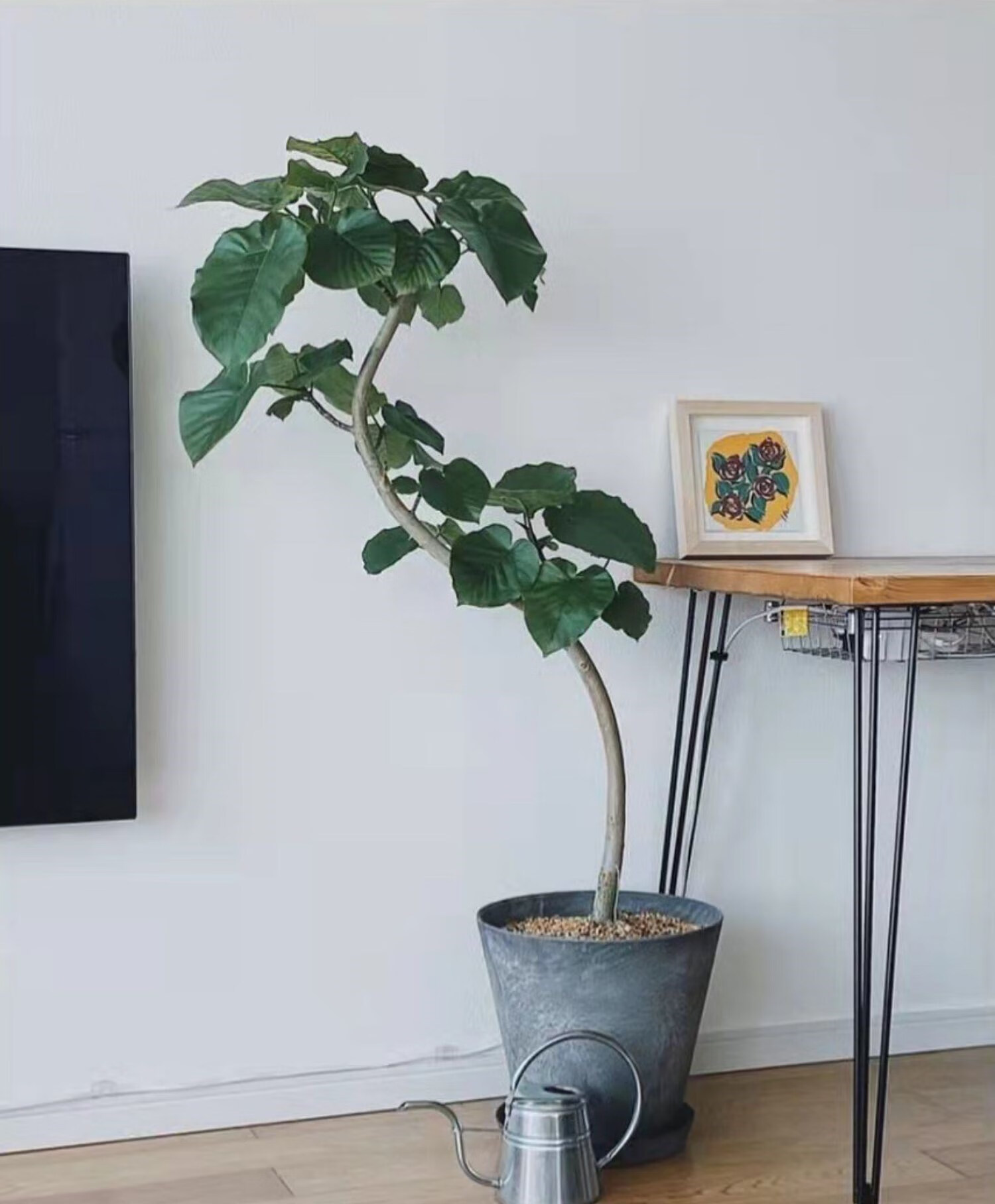 日本网红爱心榕心叶榕伞榕室内阳台观叶植物ins网红植物 日本爱心榕40