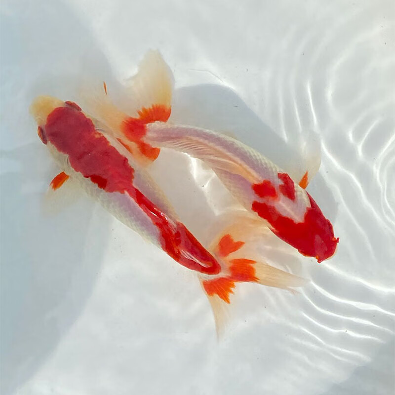 红鲤鱼红草鱼小金鱼锦鲤锦鲫鱼苗放生鱼冷水淡水鱼香槟色黄龙凤1315