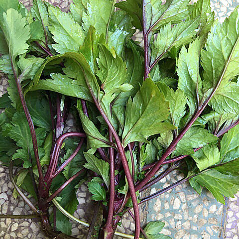 伟博新鲜红艾草 鸭脚艾 红陈艾 可批发现采现发【9月24日发完】 500g