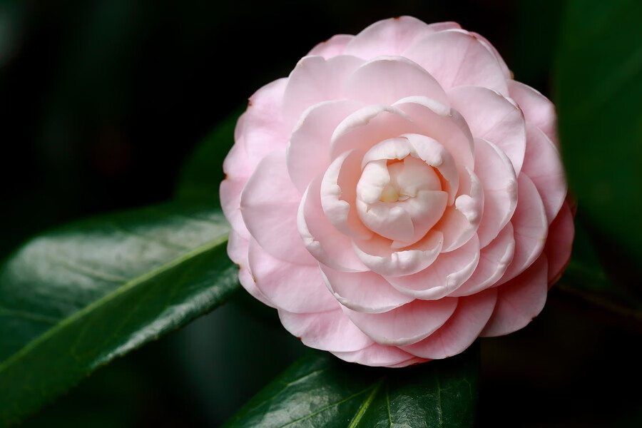 茶花 小桃红花卉绿植纯粉色系茶花高档经典粉色茶花树苗盆栽阳台植物