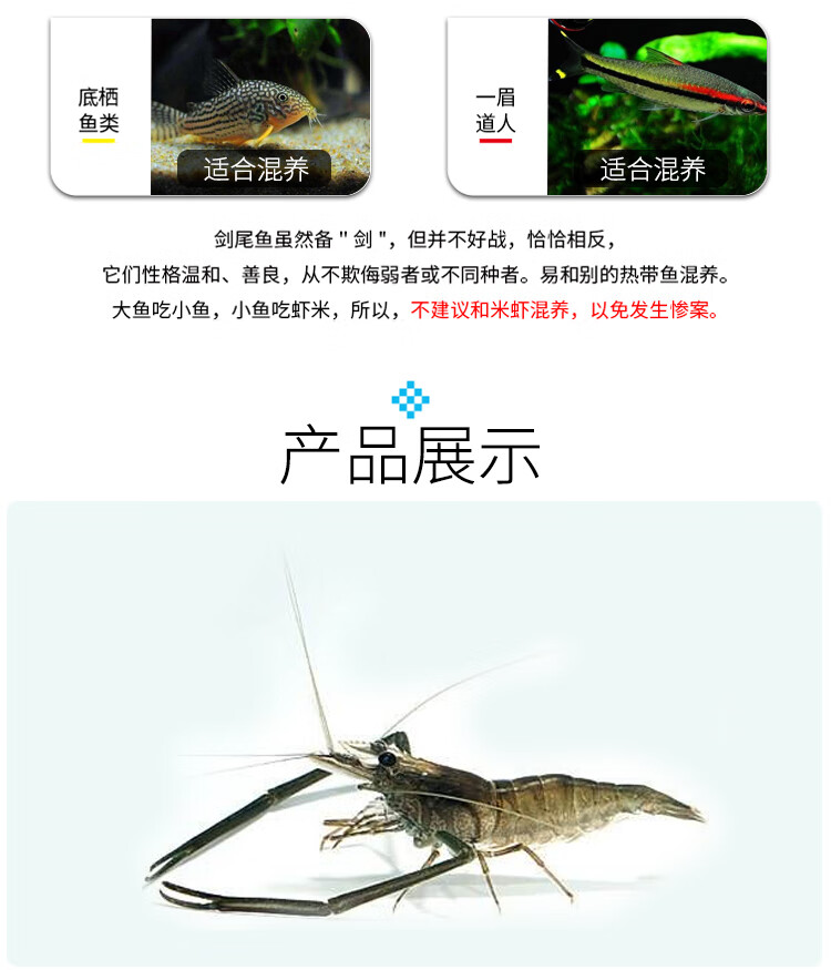 长臂虾活体活物大眼贼虾大长脚虾淡水虾冷水虾客厅办公室商场鱼缸除藻
