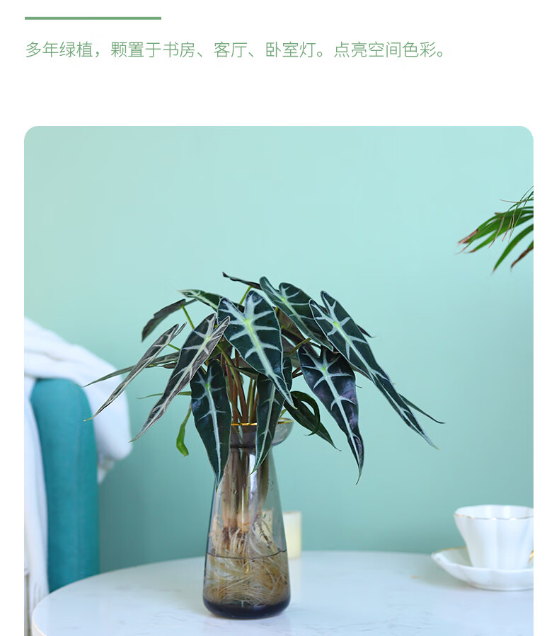 黑叶芋小仙女观音莲绿植盆栽室内客厅办公室耐阴好养阔叶竹芋植物小