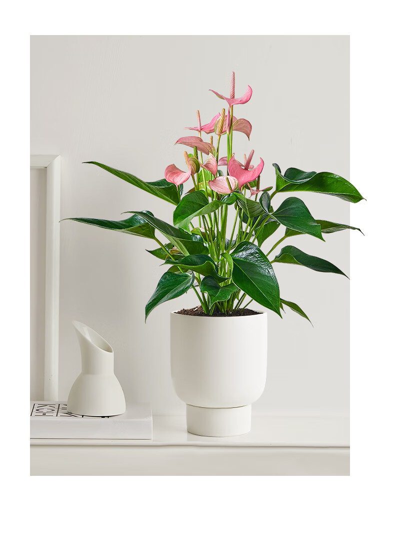 涞思芊品质保证朱莉北欧盆栽一帆风顺粉掌植物办公室内花卉好养的绿植