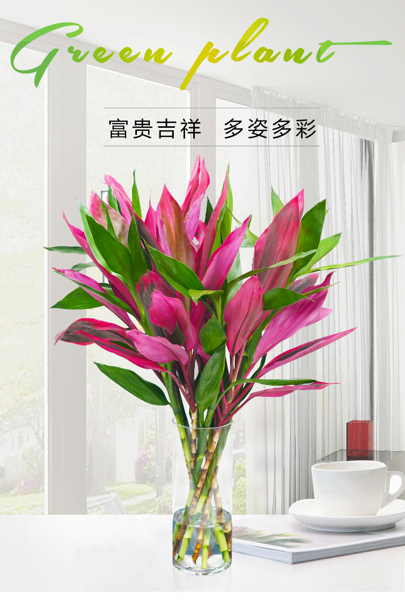 金边富贵竹水养红叶富贵招财竹紫叶朱焦富贵竹室内植物h招财竹10颗不