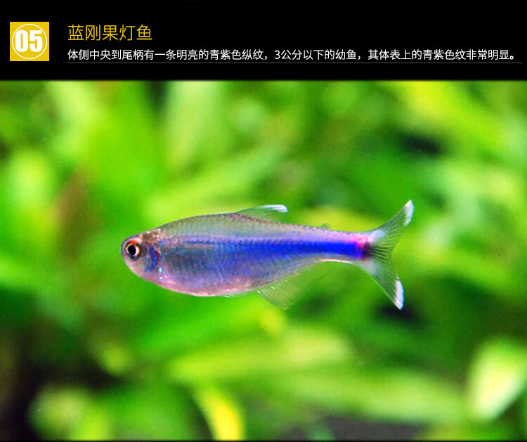 燈魚集合小型熱帶活魚觀賞魚寶蓮燈魚活體水草缸淡水燈魚套餐水財神