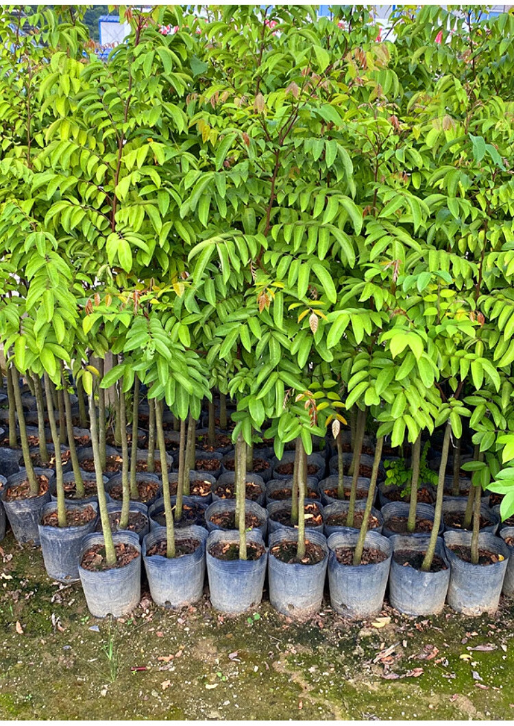 战长沙杨桃树苗四季纯甜杨桃苗四季开花杨桃果树苗南方种植纯甜杨桃2