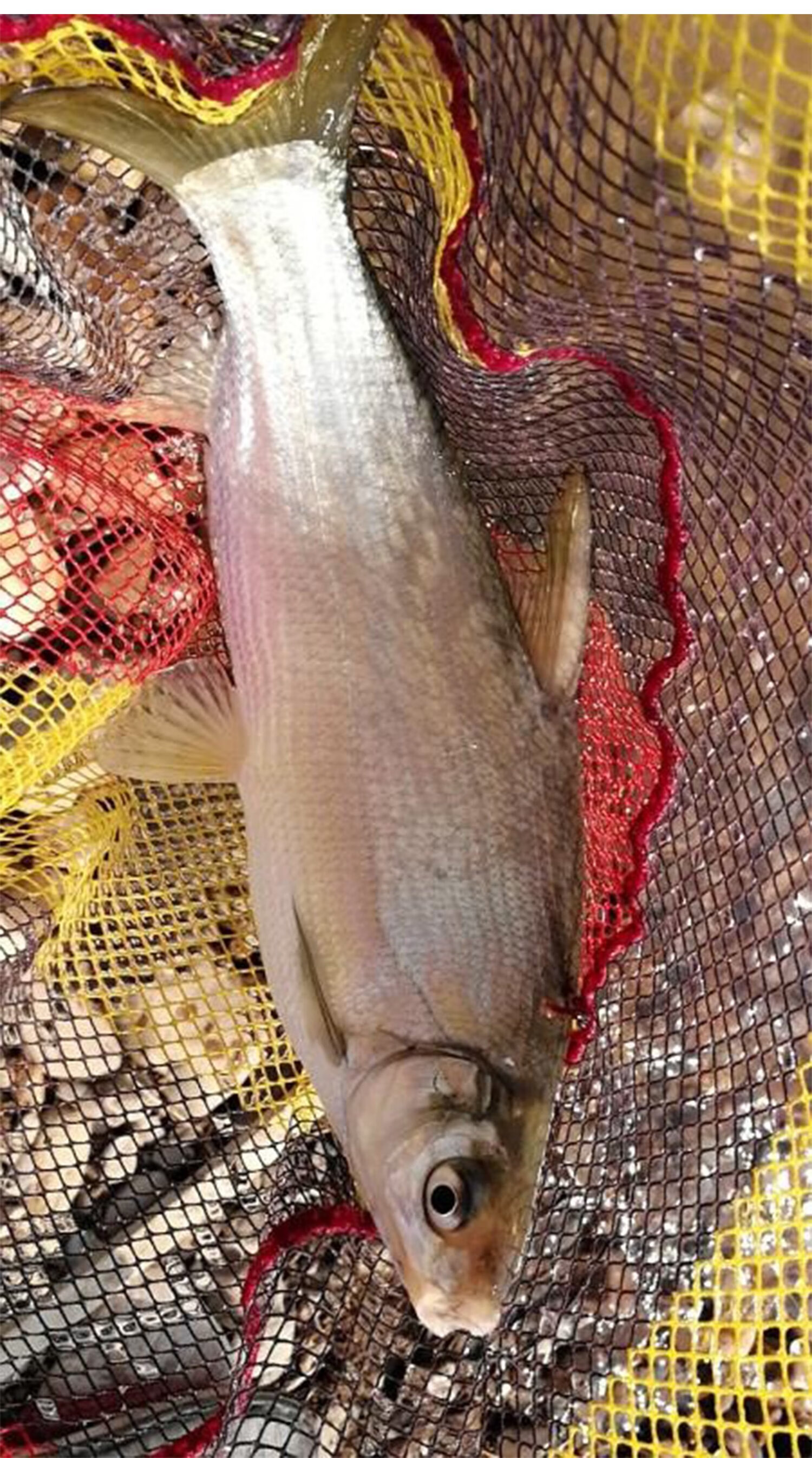 钓黄尾饵料小打窝料青尾红尾鲴诱鱼剂春季促食专攻野钓 黄尾高效套装