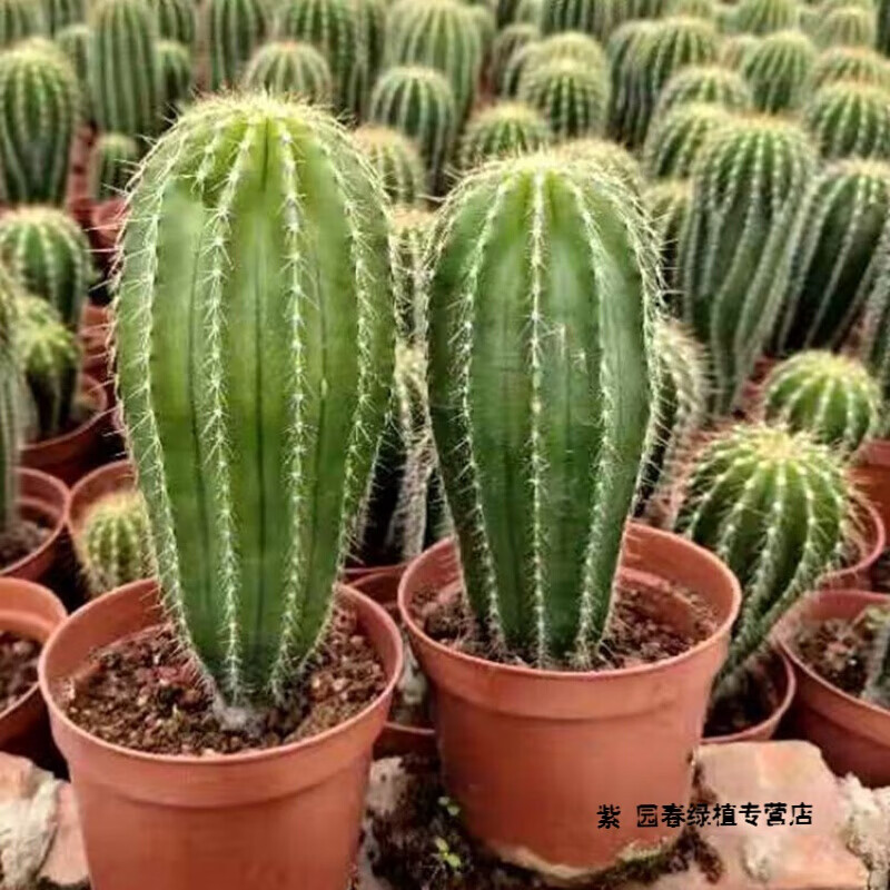 园艺实生大凤龙仙人柱超肥超直盆栽仙人掌仙人球易养美观实生高1518