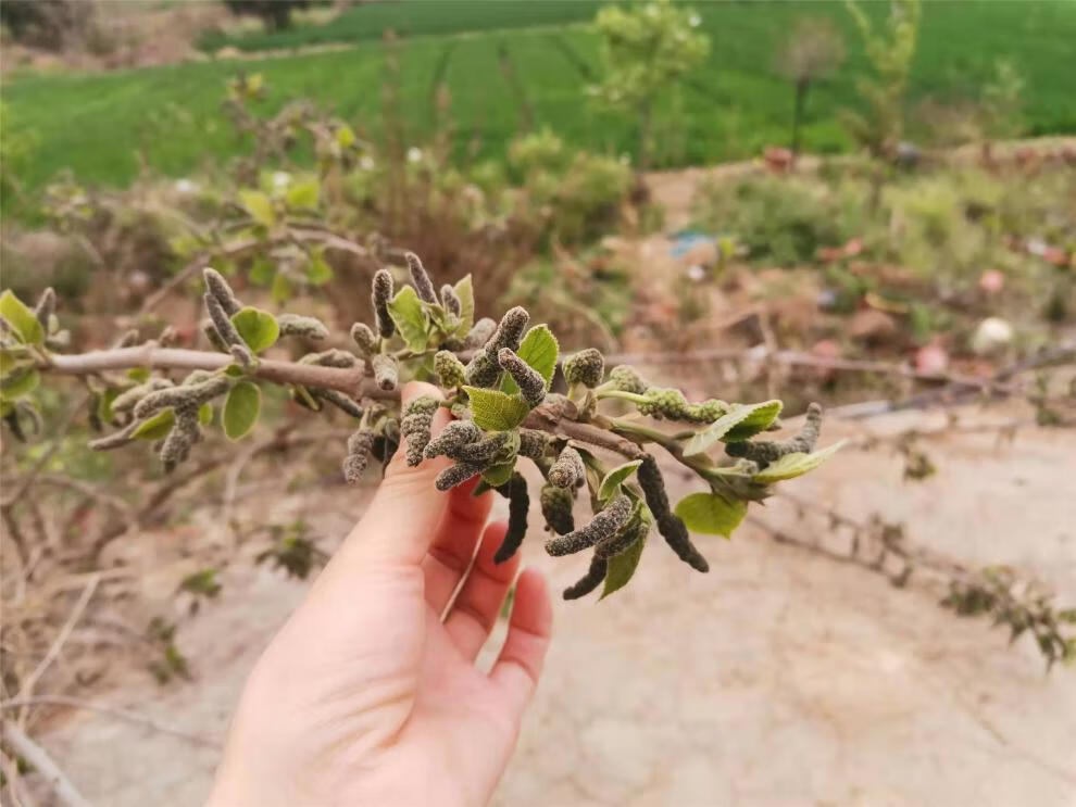 2022年新鲜河南新鲜构树穗构树花蒸菜新鲜现摘棒槌儿楮不揪子狗蒲穗构