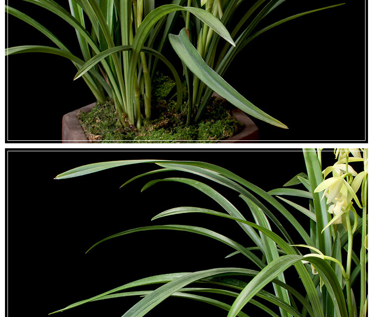 兰花苗带花苞建兰天香素浓香型盆栽观花植物室内四季好养名贵花卉