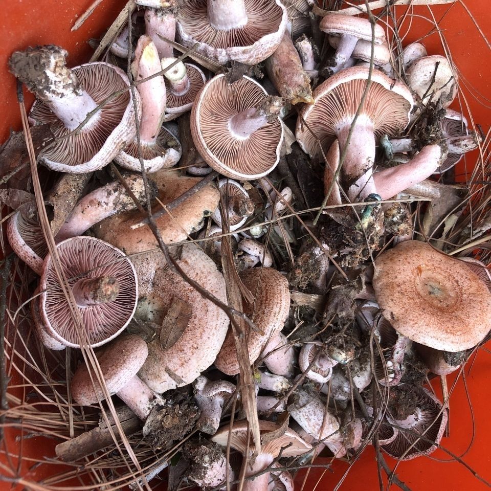 5折 枞树菌 新鲜枞菌乌菌九月香现采现发蘑菇枞树菌寒菌三九菇重阳菌