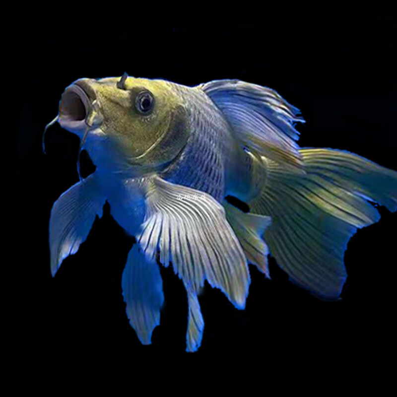 台湾蝴蝶鲤球体贵妃白火红黄金熊猫黑色活体龙凤锦鲤淡水观赏鱼苗球体