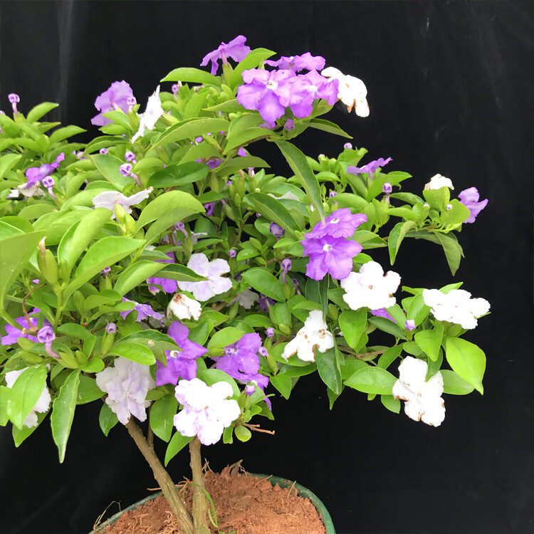 万禾园双色茉莉盆栽芳香花卉室内阳台鸳鸯茉莉花苗四季浓香大棵彩色