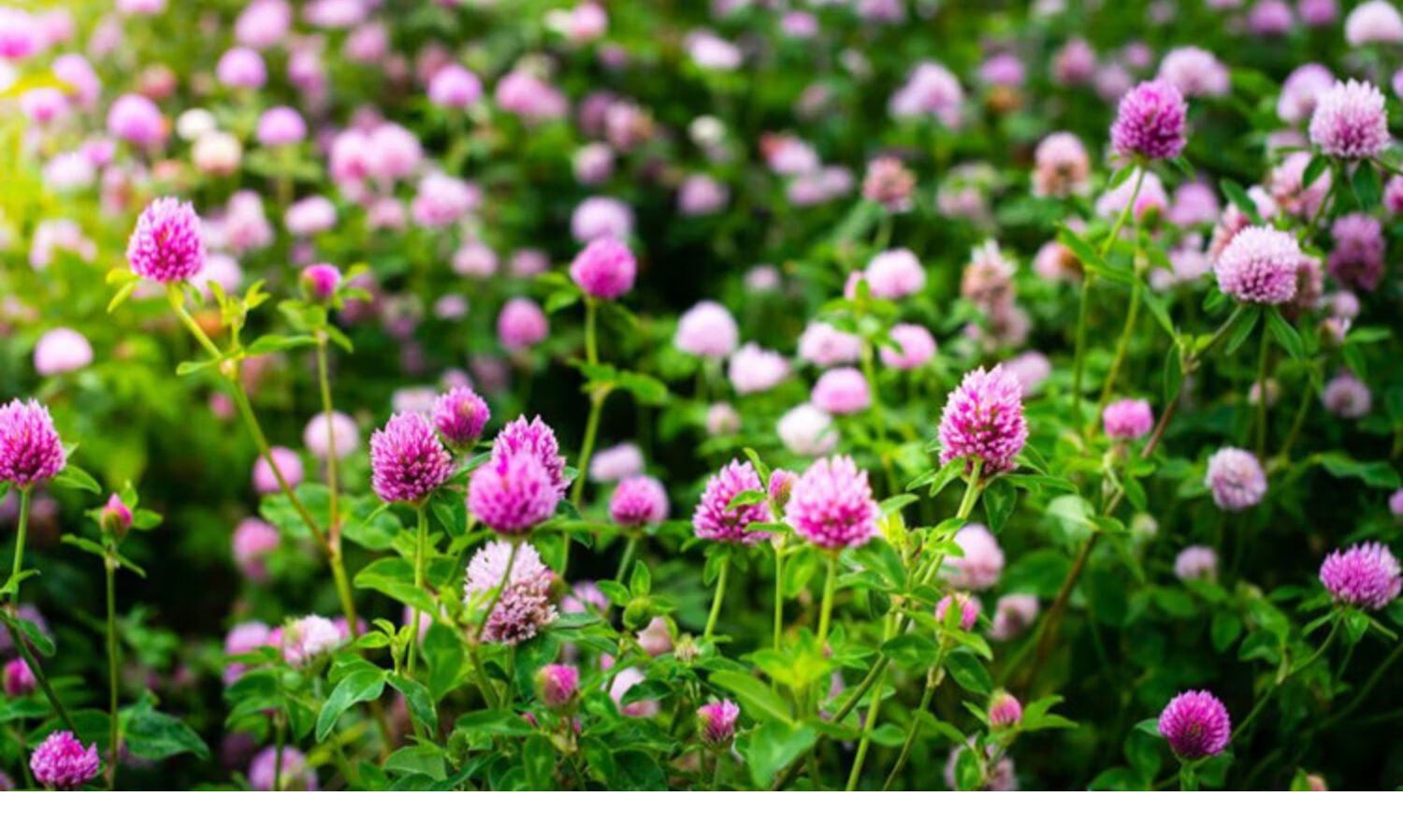 姜南 白三叶草种子红三叶草种子三叶草籽四季青草坪种子黑麦草种子