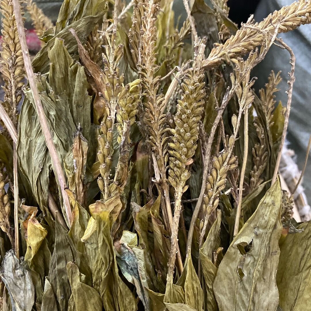 见血清中药材野生见血清紫星羊耳蒜走子草50g