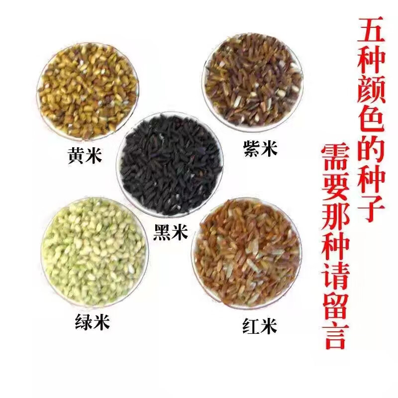 正宗洋县黑稻谷黑种子水稻高产种子500克黑米稻种子资料
