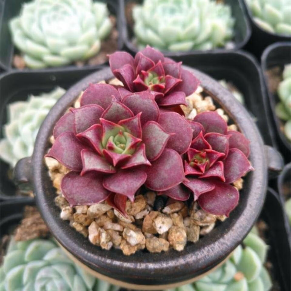 澳洲进口罗西玛 多肉植物肉肉盆栽花卉绿植组合新手好养原始群生 罗西