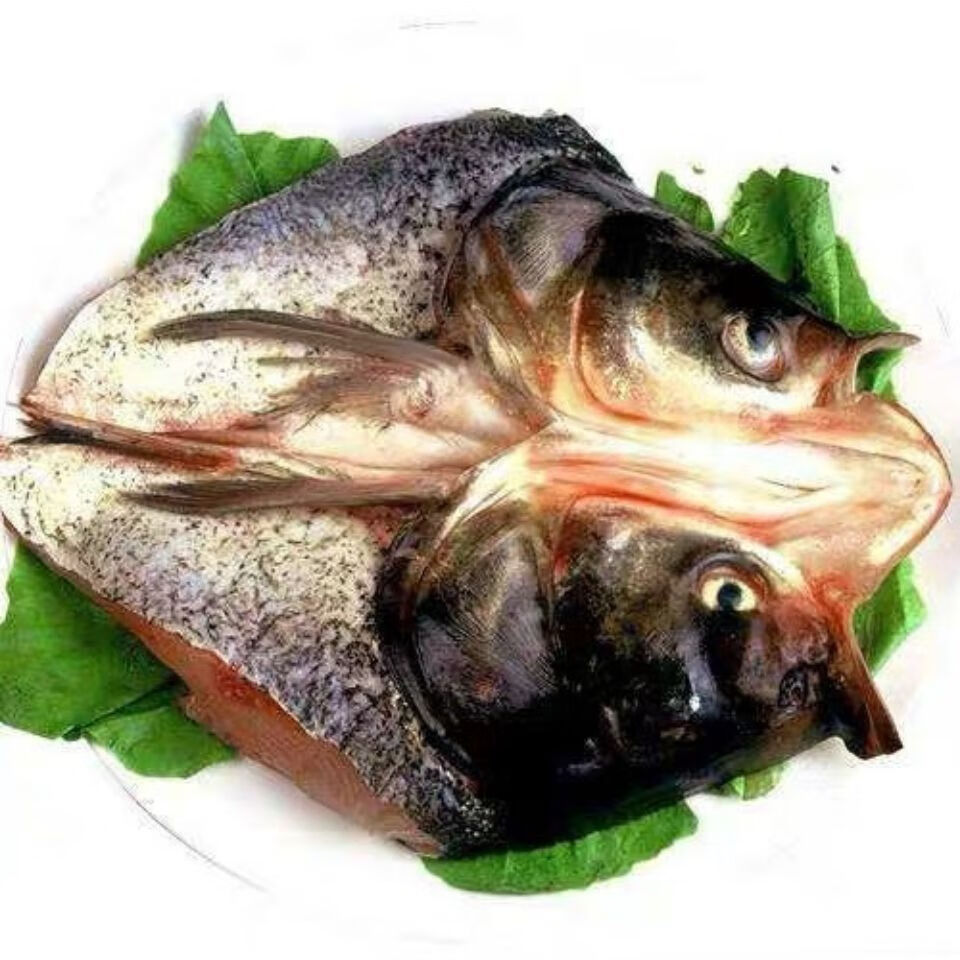 胖头鱼查干湖冬捕有机野生胖头鱼草鱼鲤鱼 胖头鱼 9-10斤