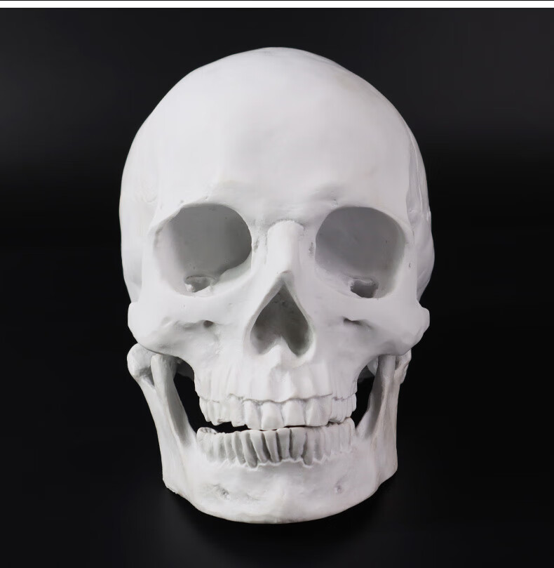 5cm长 小号头骨树脂石膏【图片 价格 品牌 报价】-京