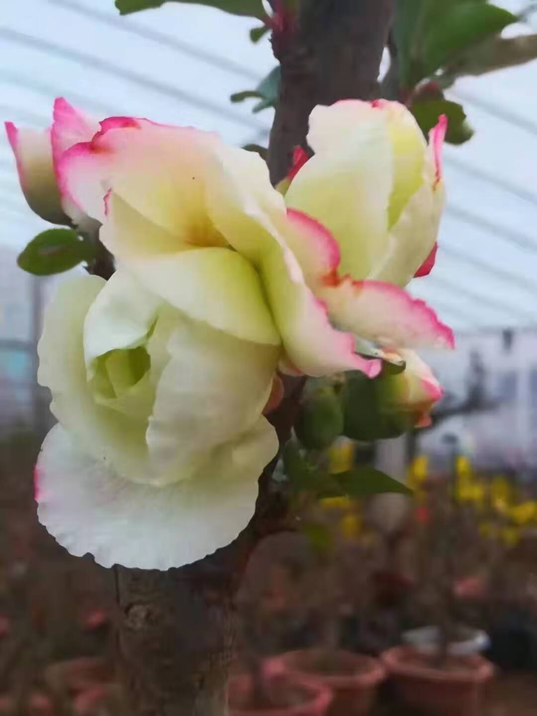 四季海棠树苗北京西府海棠盆景老桩垂丝海棠花日本长寿冠庭院地栽 彩