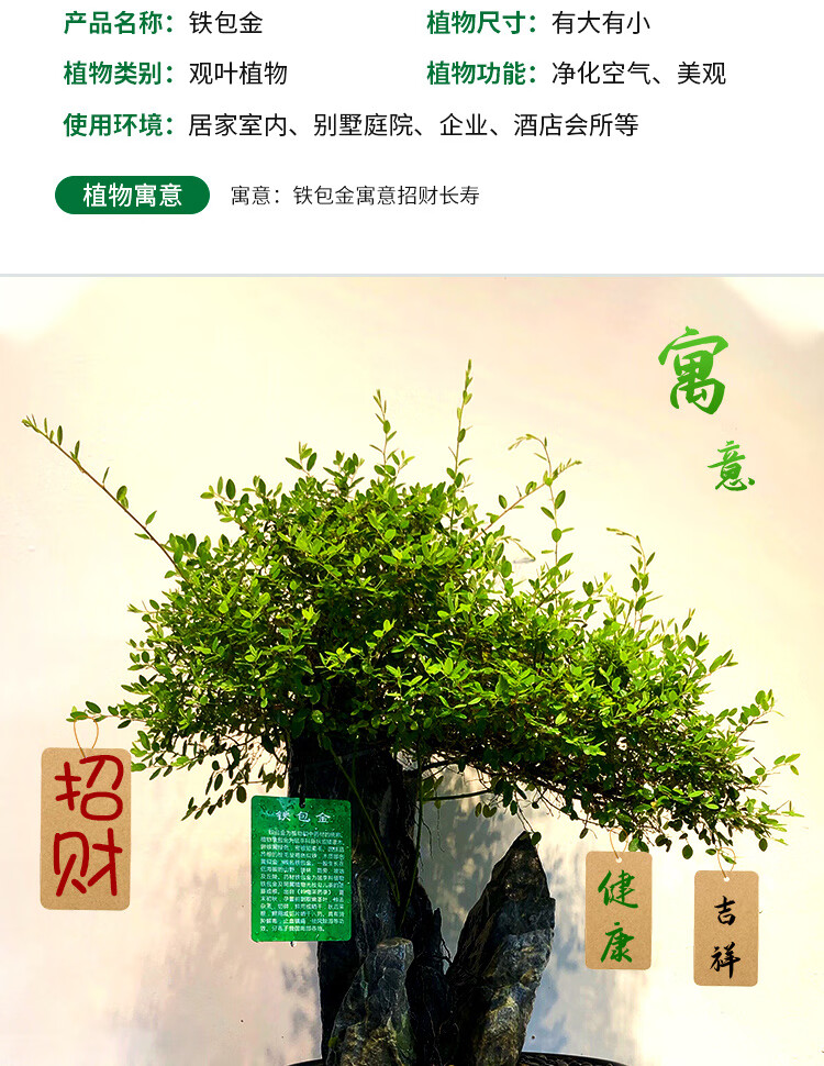 潮裕盆景高端名贵附石铁包金盆景植物室内绿植盆栽花卉客厅老树桩四季