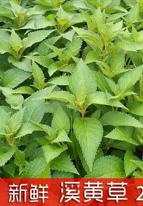 伟博500g溪黄草新鲜草 现摘溪黄草野生溪沟草山阳面黄汁草血风草 一斤