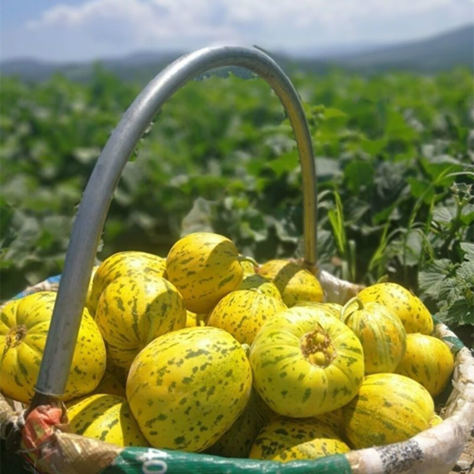 5折 东北甜香瓜白糖罐新鲜水果八里香农家脆甜口感家乡味道 五斤(白瓜