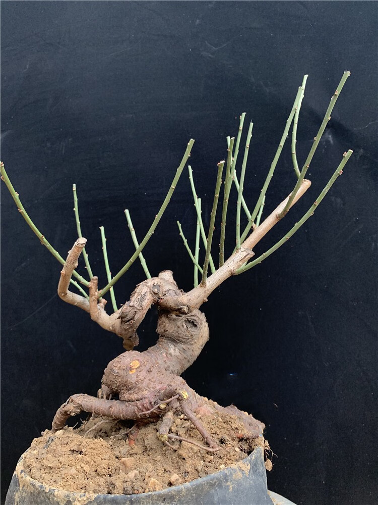 红梅盆景树桩盆栽梅花盆景老桩耐寒乌梅绿梅植物地栽腊梅室内绿植耐寒